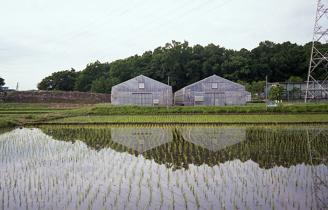 Paddy and greenhouses