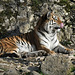 BESANCON: Citadelle: UnTigre de Sibérie (Panthera tigris altaica).07
