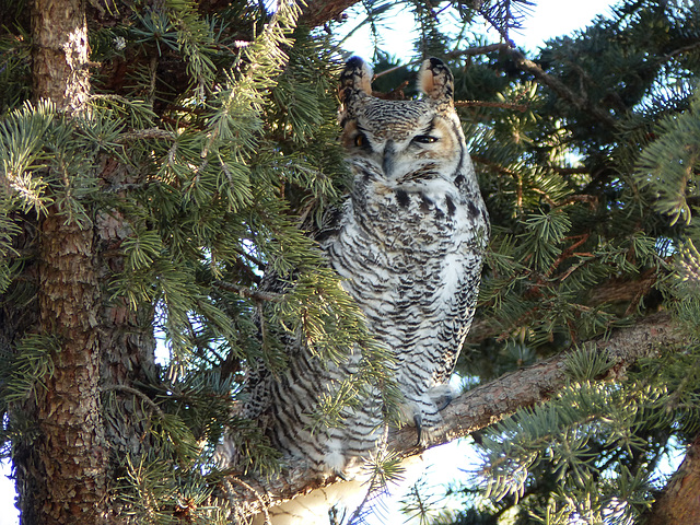 Great Horned Owl, High River Christmas Bird Count