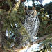 Great Horned Owl, High River Christmas Bird Count