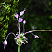 Wilder Knoblauch, - Blüten - Samen