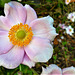My Japanese anemone - not as many as before