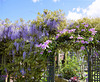 Wisteria and Clematis flowering