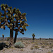 Yucca brevifolia, Joshua tree, Death Valley USA