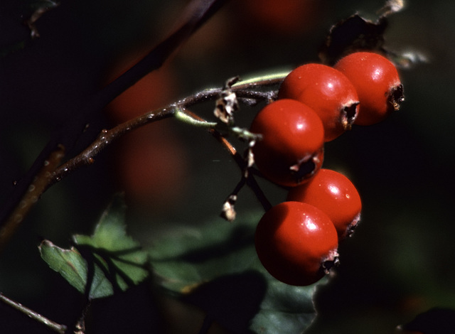 Red Berries (3)