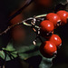 Red Berries (3)