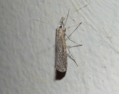Hednota crypsichroa