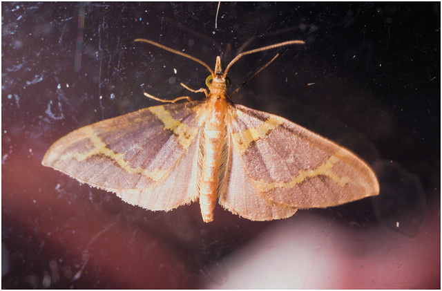IMG 0097 Moth