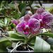 Phalaenopsis  I-Hsin Sun Beauty