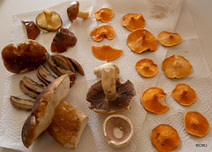 Assortment of wild mushrooms