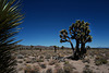 Yucca brevifolia, Joshua tree, Death Valley