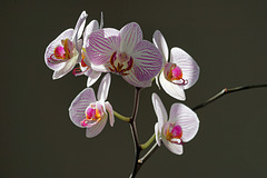 Orchid in morning light