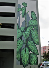 Dieffenbachia mural.