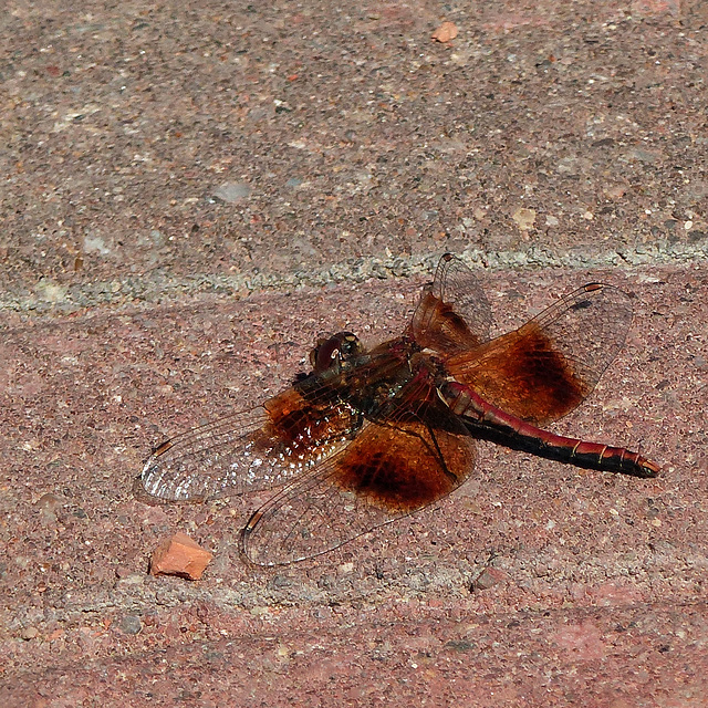 Dragonfly in Southern Alberta - a Flame Skimmer?