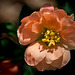 252/366: Lovely Orange Blossom