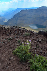 The endemic Steens Thistle