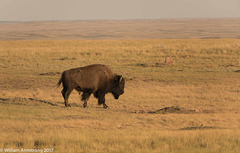 bison in prairie dog town