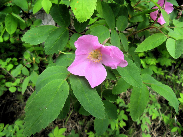 Wild Alaskan rose