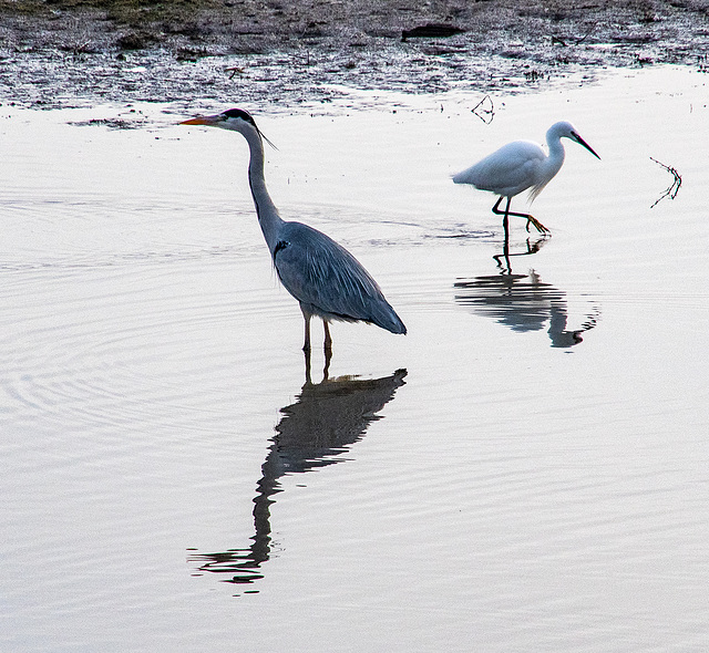 Heron and little egret
