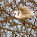 Little egret perched
