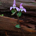 Triphora trianthophoros (Three-birds orchid)