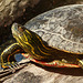 Painted Turtle basking in the sun