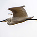 Litte egret in flight