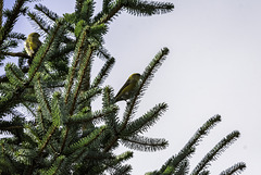 Two Crossbill females at Backwater reservoir