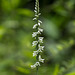 Spiranthes lacera var. gracilis (Slender Ladies'-tresses orchid)