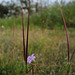 Erodium botrys, Geraniaceae
