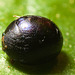 IMG 0448 Beetle-1-1
