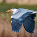 Heron with nesting material