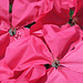 IMG 8004-001-Big Pink Flowers 2