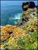 Cornish coastal colours, St Agnes' Head,