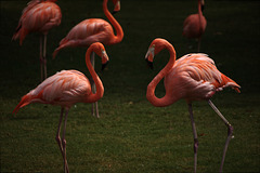 Flamingos at the Honolulu Zoo
