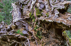 Mariposa Grove of Giant Sequoias - 1986