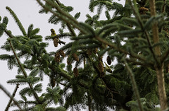 Crossbill and Siskin in a pine tree