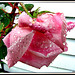 Raindrops on Rose.