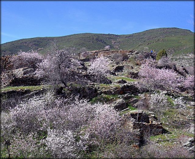 Patones de Ariba, almond blossom