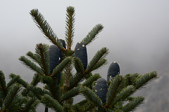 Khumbu, Himalayan Pine Cones