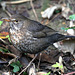 female-juvenile-blackbird 50787906328 o