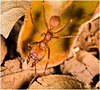 IMG 9814 Leaf cutter Ant