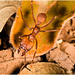 IMG 9814 Leaf cutter Ant