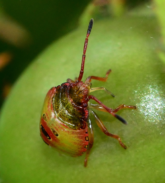 Hawthorn Shieldbug. Acanthosoma. nymph
