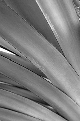Tropical leaves (Explored)