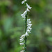 Spiranthes lacera var. gracilis (Southern Slender Ladies'-tresses orchid)