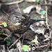 female-juvenile-blackbird 50789619208 o