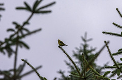 Distant Crossbill female