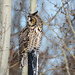 Long-eared Owl / Asio otus
