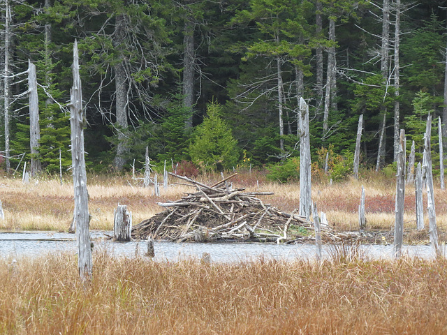 Beaver lodge, Fundy National Park